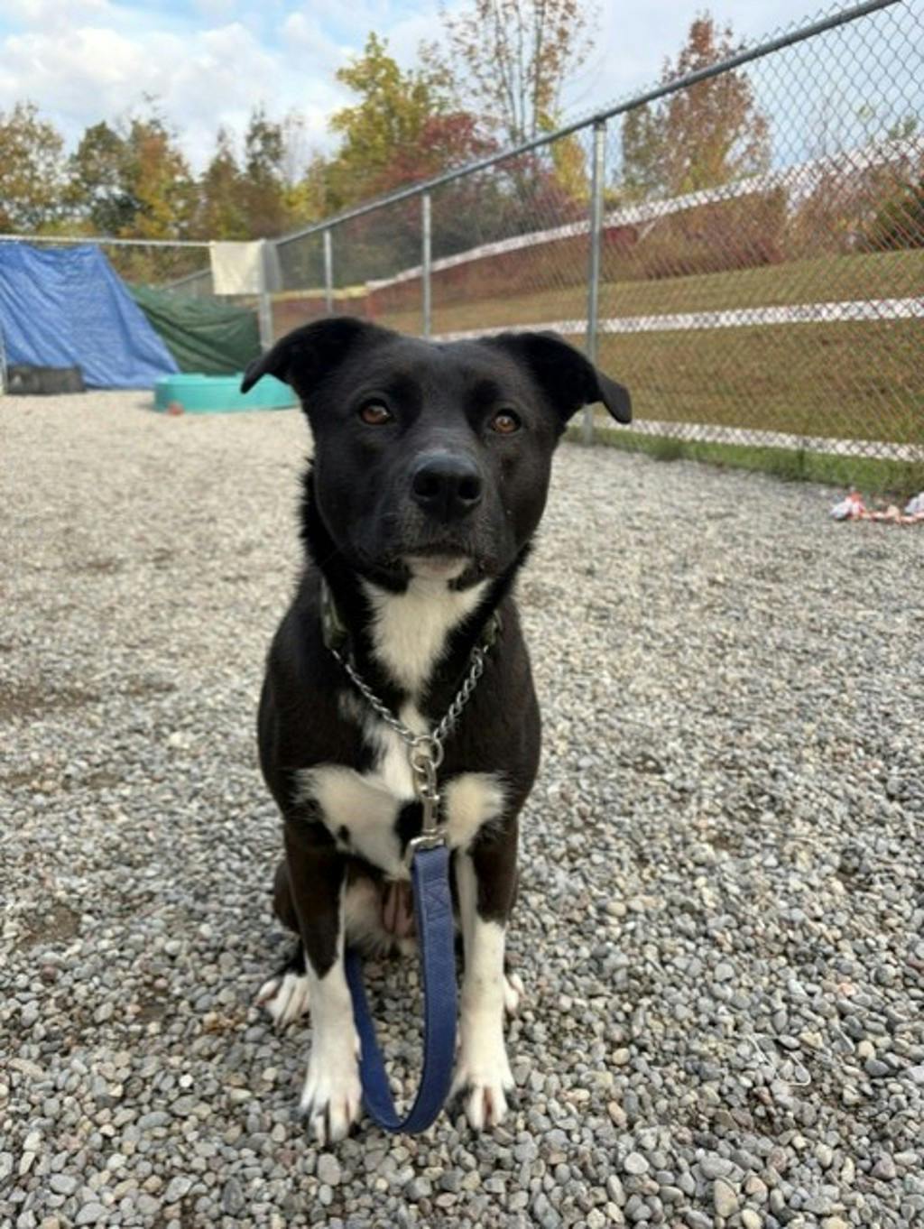 Oreo, a 2 years and 1 month old Black Female Border Collie Dog