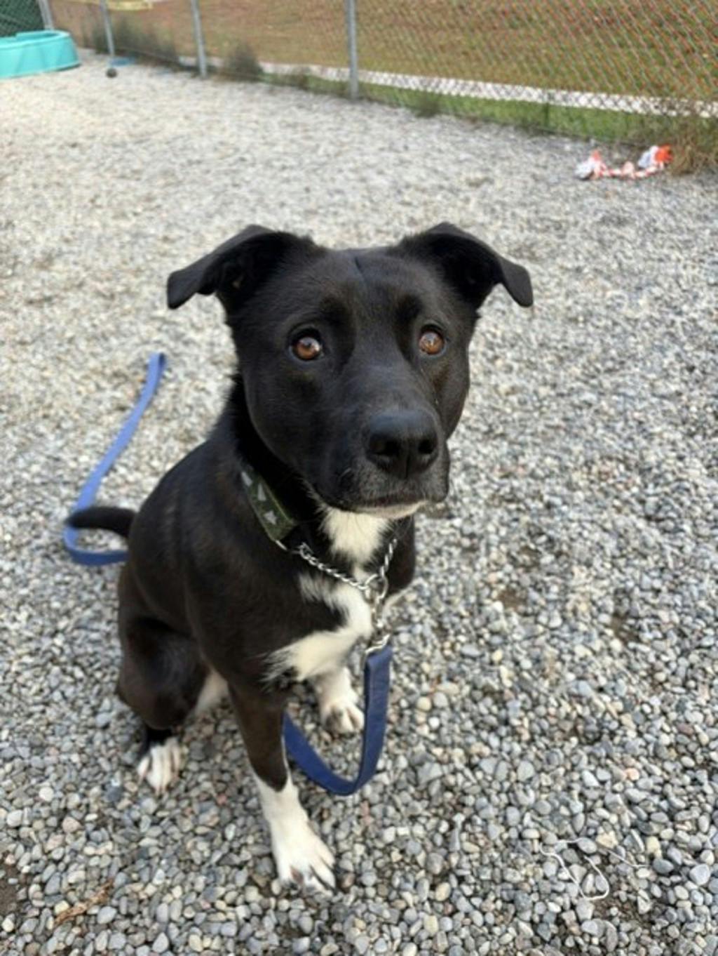 Oreo, a 2 years and 1 month old Black Female Border Collie Dog
