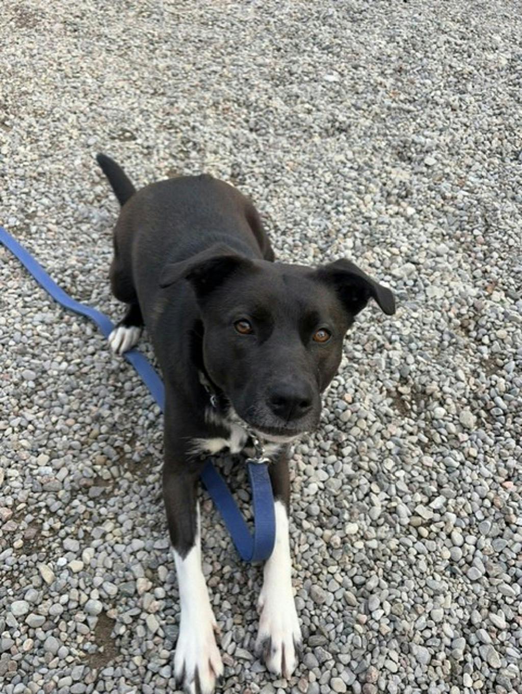 Oreo, a 2 years and 1 month old Black Female Border Collie Dog