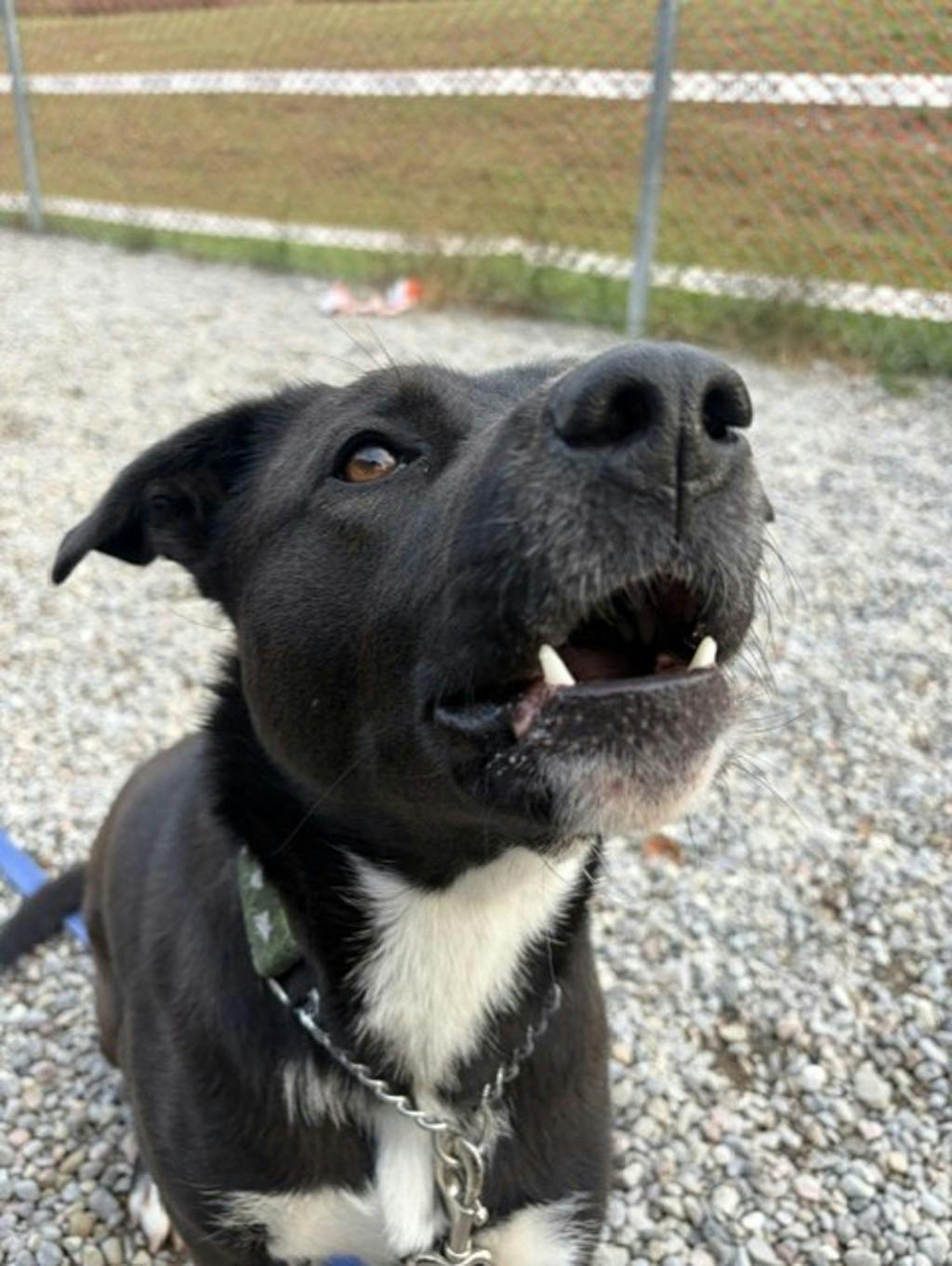 Oreo, a 2 years and 1 month old Black Female Border Collie Dog