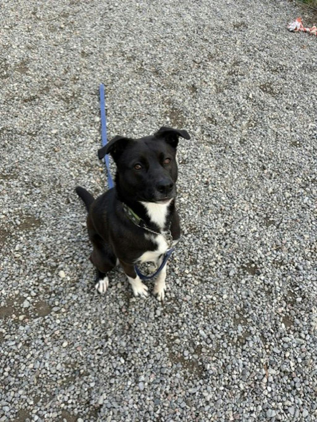 Oreo, a 2 years and 1 month old Black Female Border Collie Dog