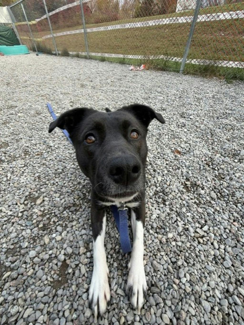 Oreo, a 2 years and 1 month old Black Female Border Collie Dog