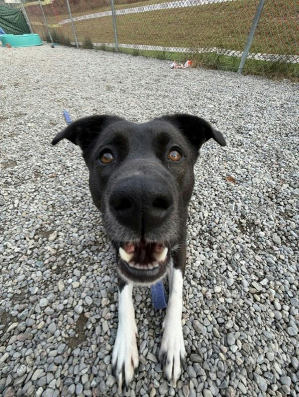 Oreo, a 2 years and 1 month old Black Female Border Collie Dog