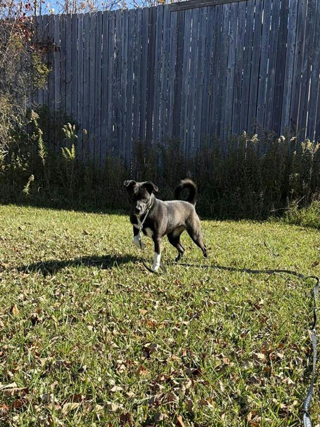 Oreo, a 2 years and 1 month old Black Female Border Collie Dog