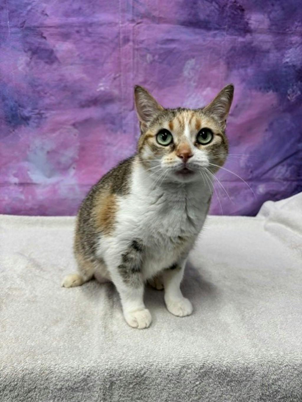 Winnie, a 8 years and 6 months old Calico Female Domestic Medium Hair Cat