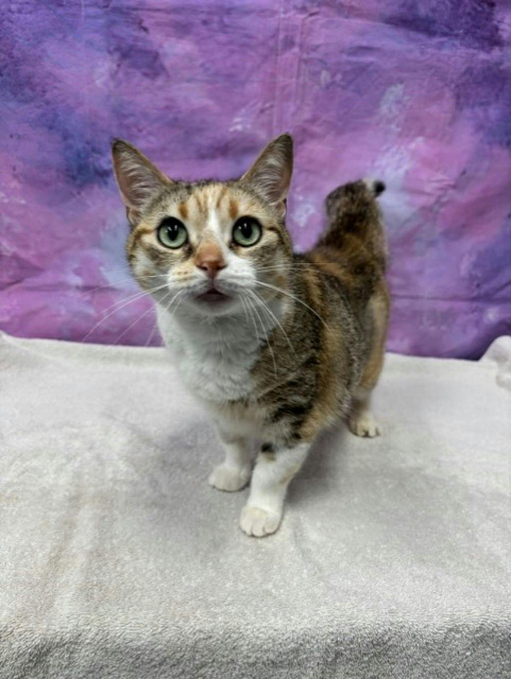Winnie, a 8 years and 6 months old Calico Female Domestic Medium Hair Cat