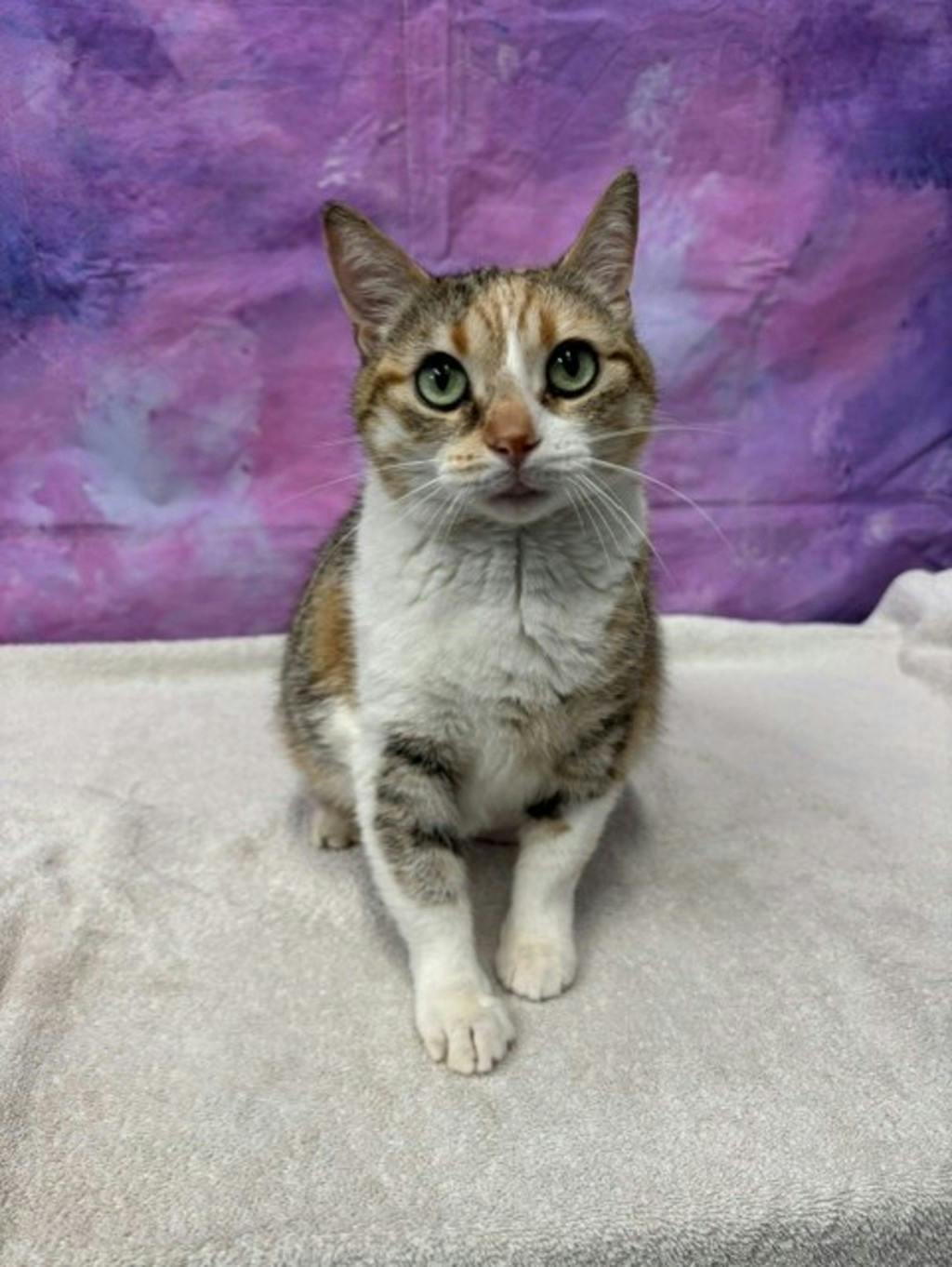 Winnie, a 8 years and 6 months old Calico Female Domestic Medium Hair Cat