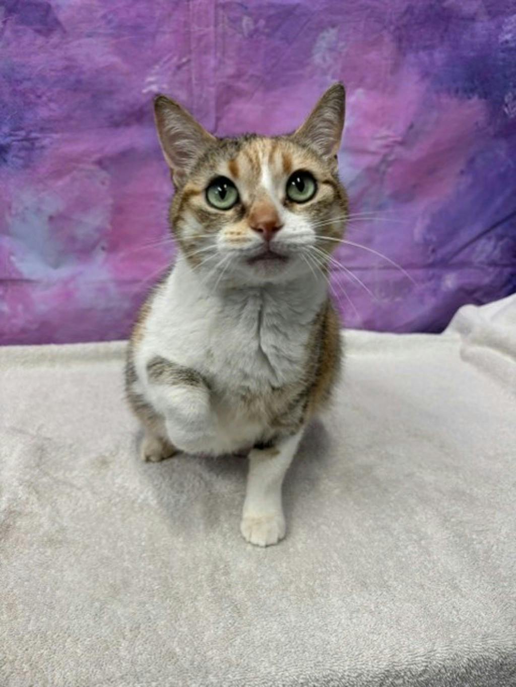 Winnie, a 8 years and 6 months old Calico Female Domestic Medium Hair Cat