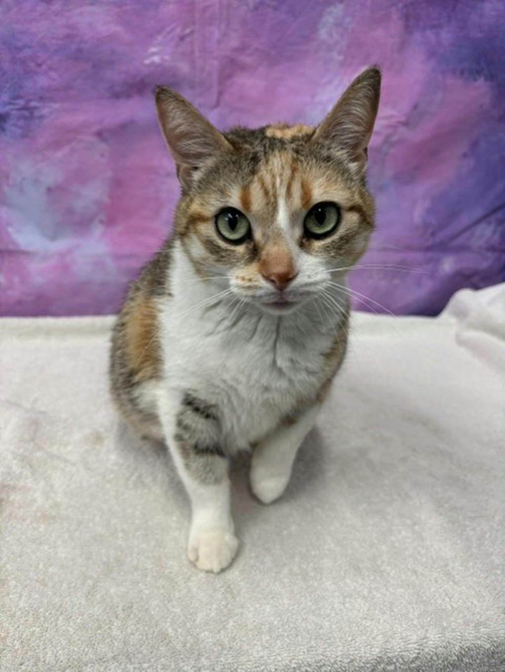 Winnie, a 8 years and 6 months old Calico Female Domestic Medium Hair Cat
