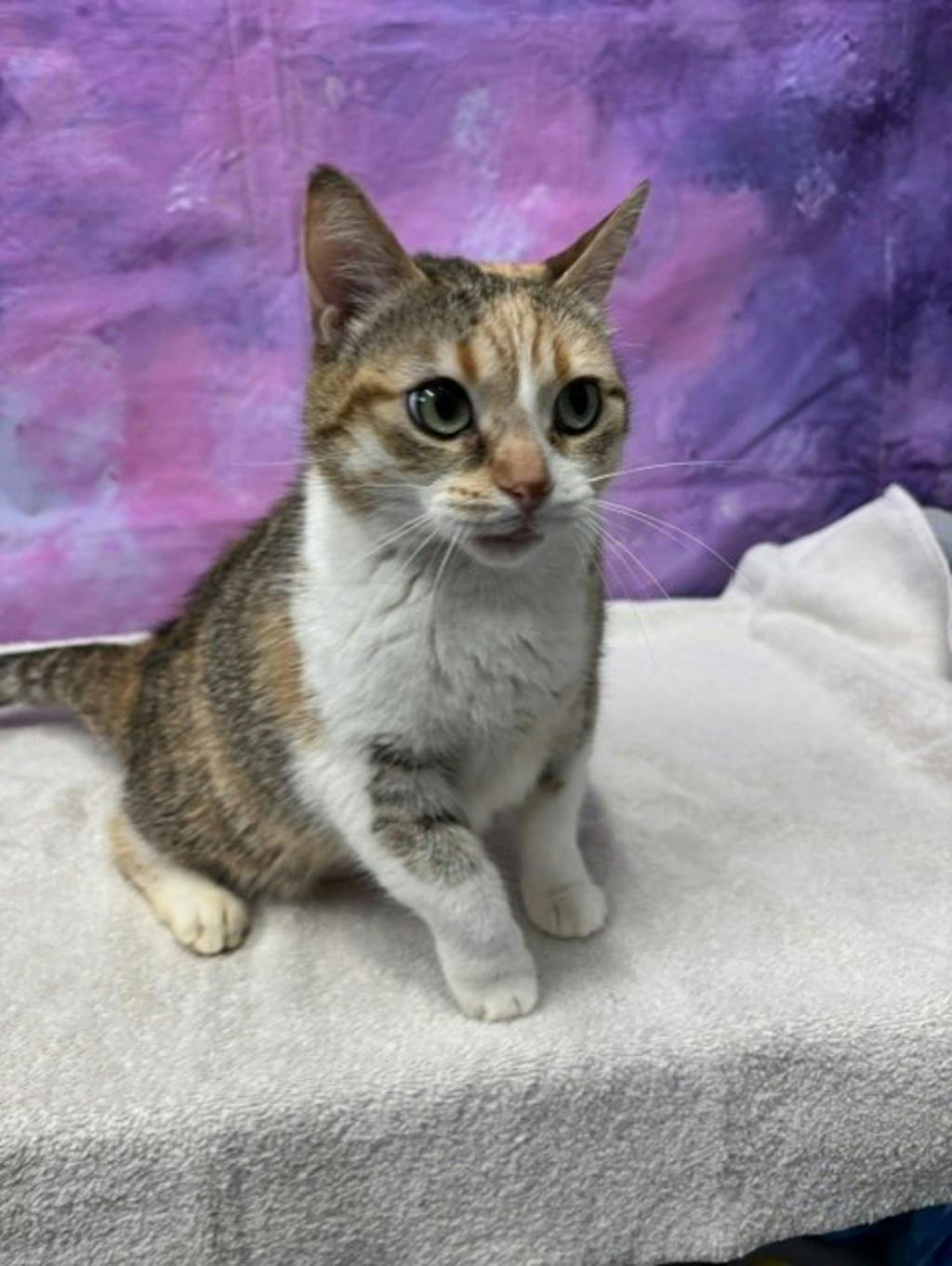 Winnie, a 8 years and 6 months old Calico Female Domestic Medium Hair Cat