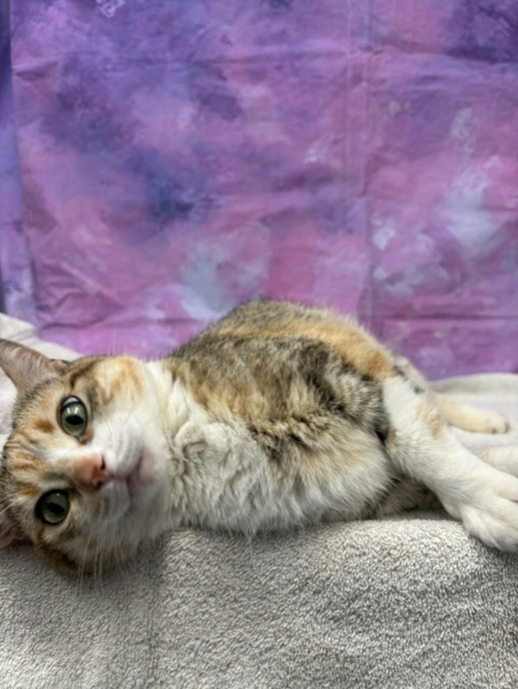 Winnie, a 8 years and 6 months old Calico Female Domestic Medium Hair Cat
