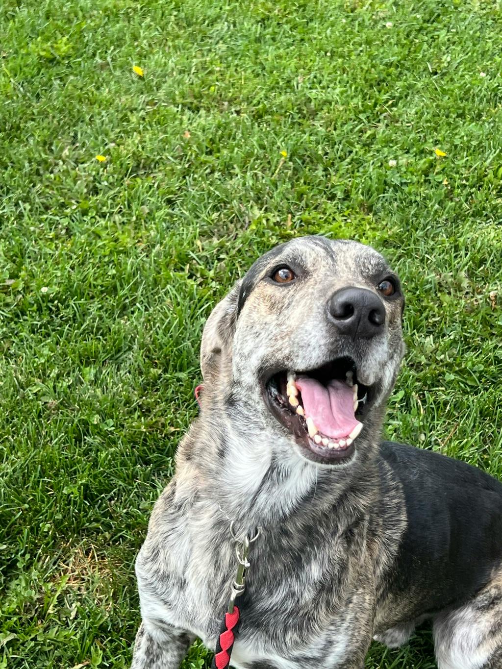 Rodrick, a 2 years old Black Male Hound Dog