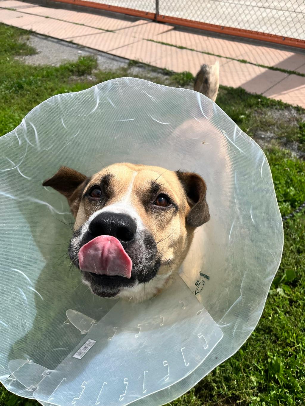 Bruiser, a 4 years old Tan Male Shepherd Dog