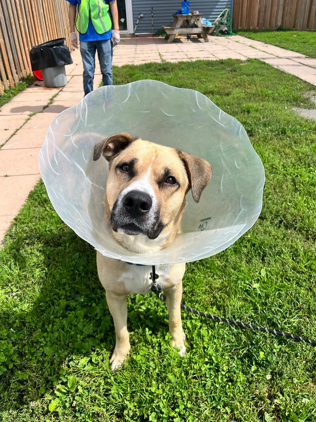 Bruiser, a 4 years old Tan Male Shepherd Dog