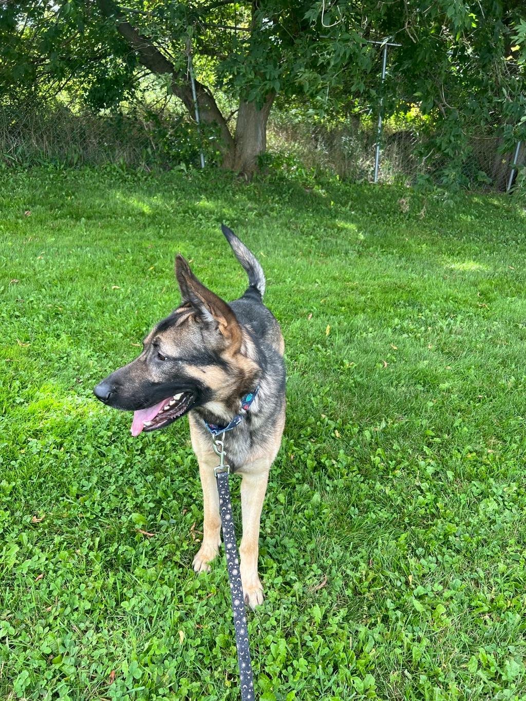 Allan, a 1 year old Black Male Shepherd Dog