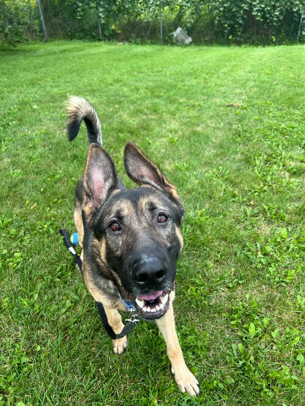 Allan, a 1 year old Black Male Shepherd Dog
