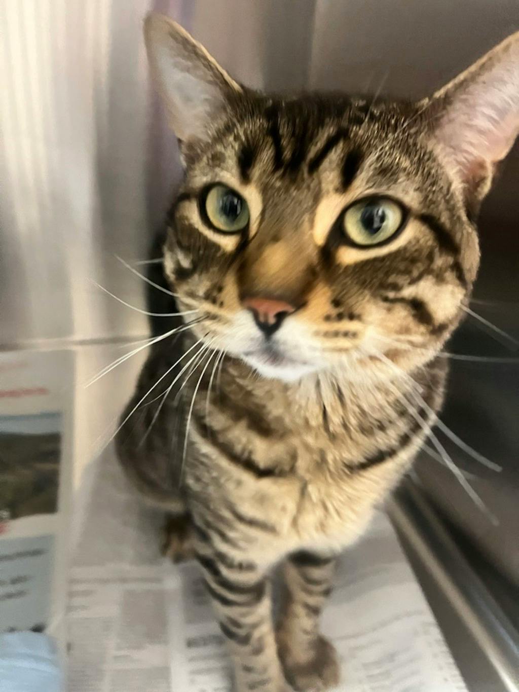 Piglet, a 1 year and 6 months old Brown Tabby Male Domestic Short Hair Cat