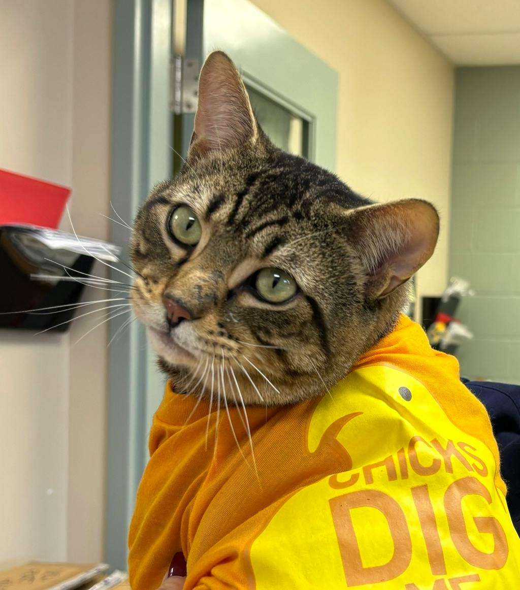 Piglet, a 1 year and 7 months old Brown Tabby Male Domestic Short Hair Cat