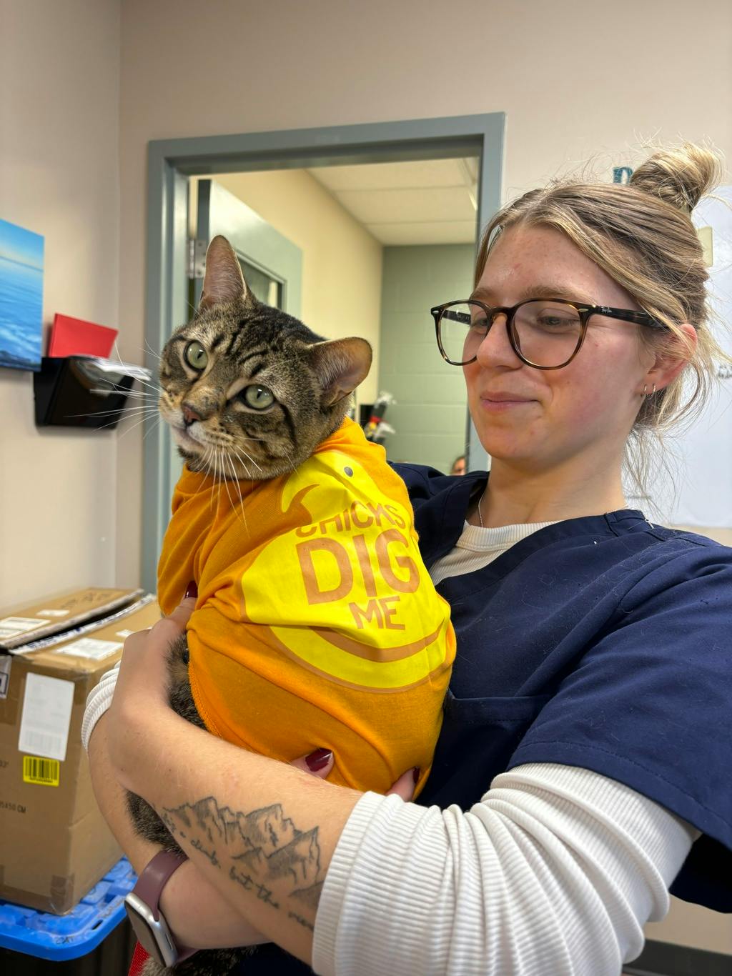 Piglet, a 1 year and 7 months old Brown Tabby Male Domestic Short Hair Cat