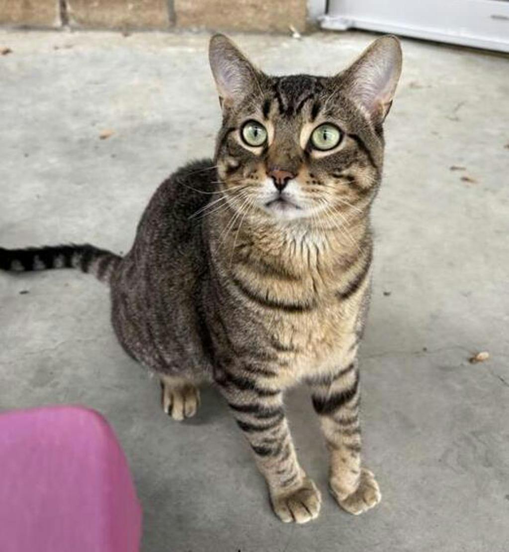 Piglet, a 1 year and 7 months old Brown Tabby Male Domestic Short Hair Cat