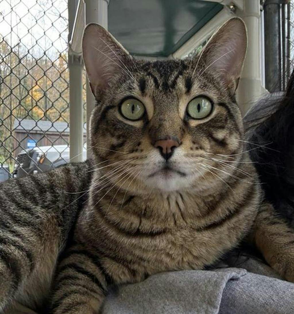 Piglet, a 1 year and 7 months old Brown Tabby Male Domestic Short Hair Cat