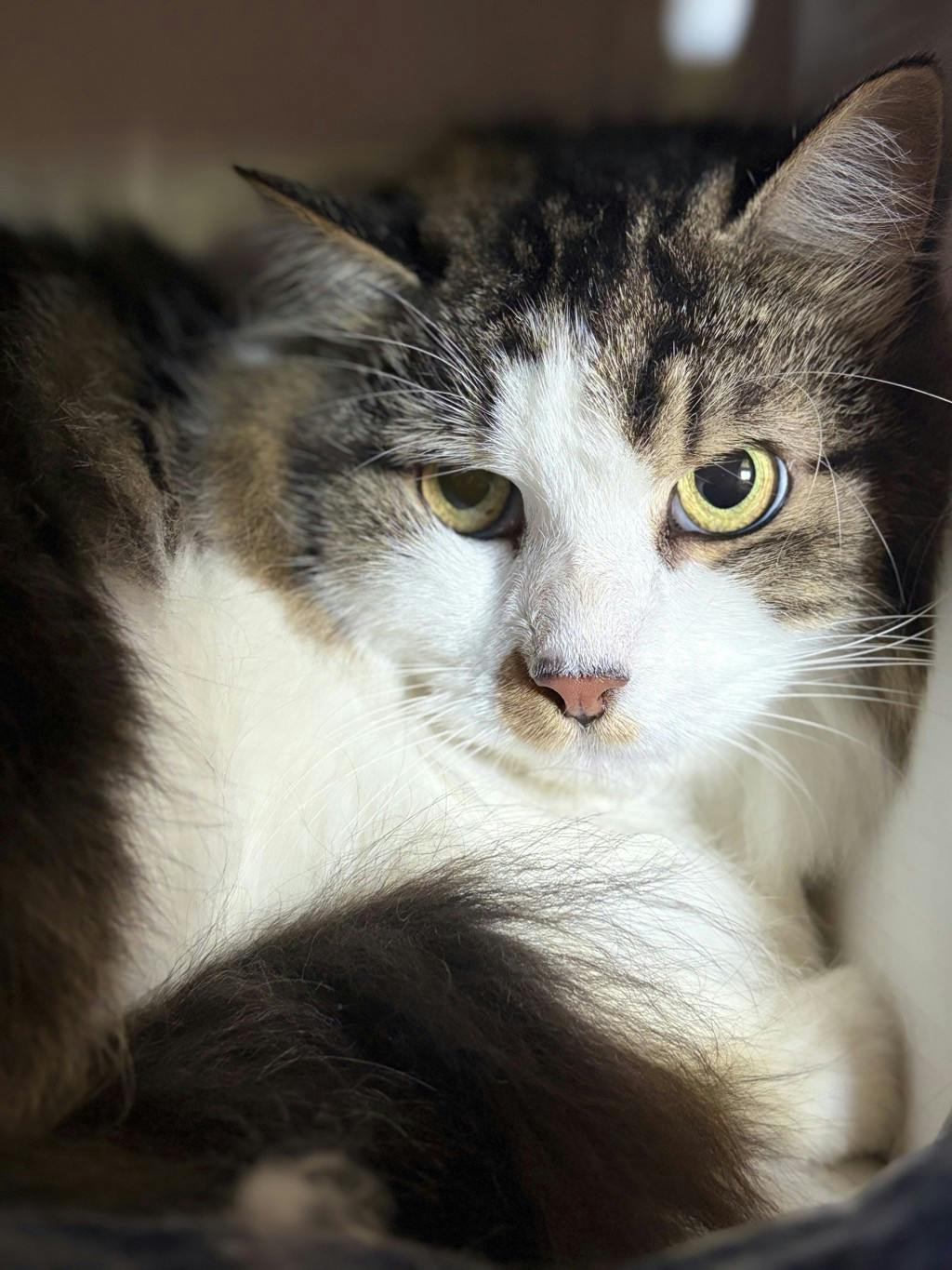 Ruby, a 5 years old Calico Female Domestic Medium Hair Cat