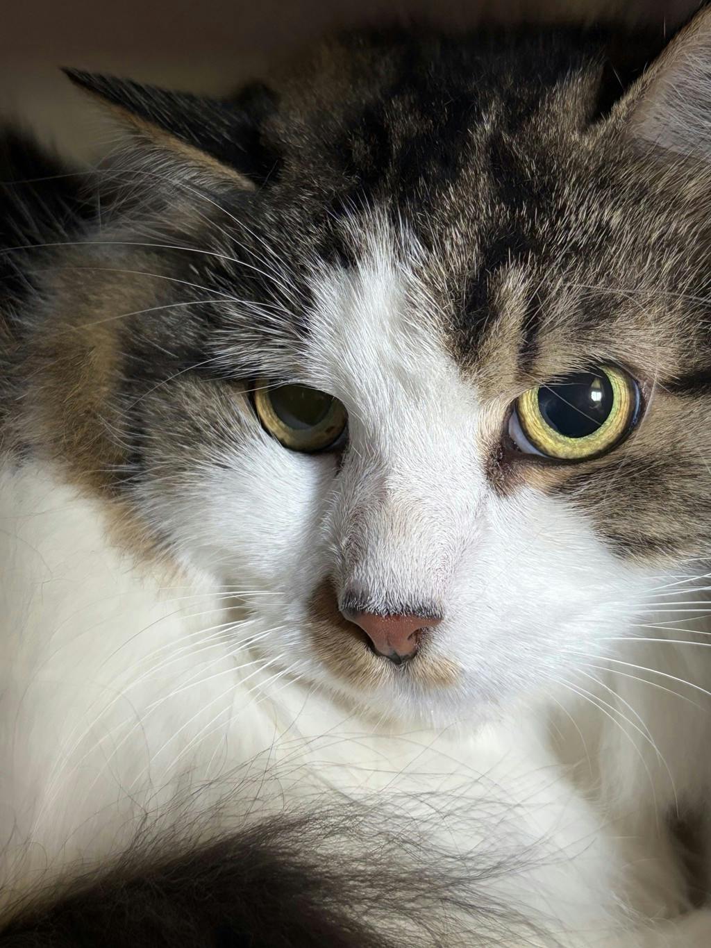 Ruby, a 5 years old Calico Female Domestic Medium Hair Cat