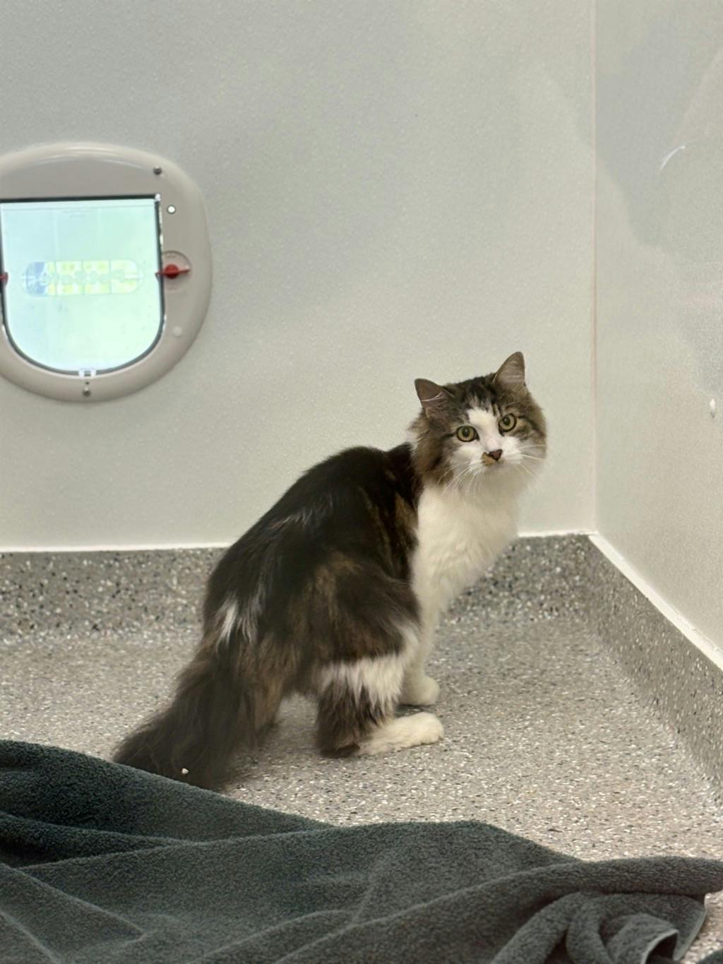 Ruby, a 5 years old Calico Female Domestic Medium Hair Cat