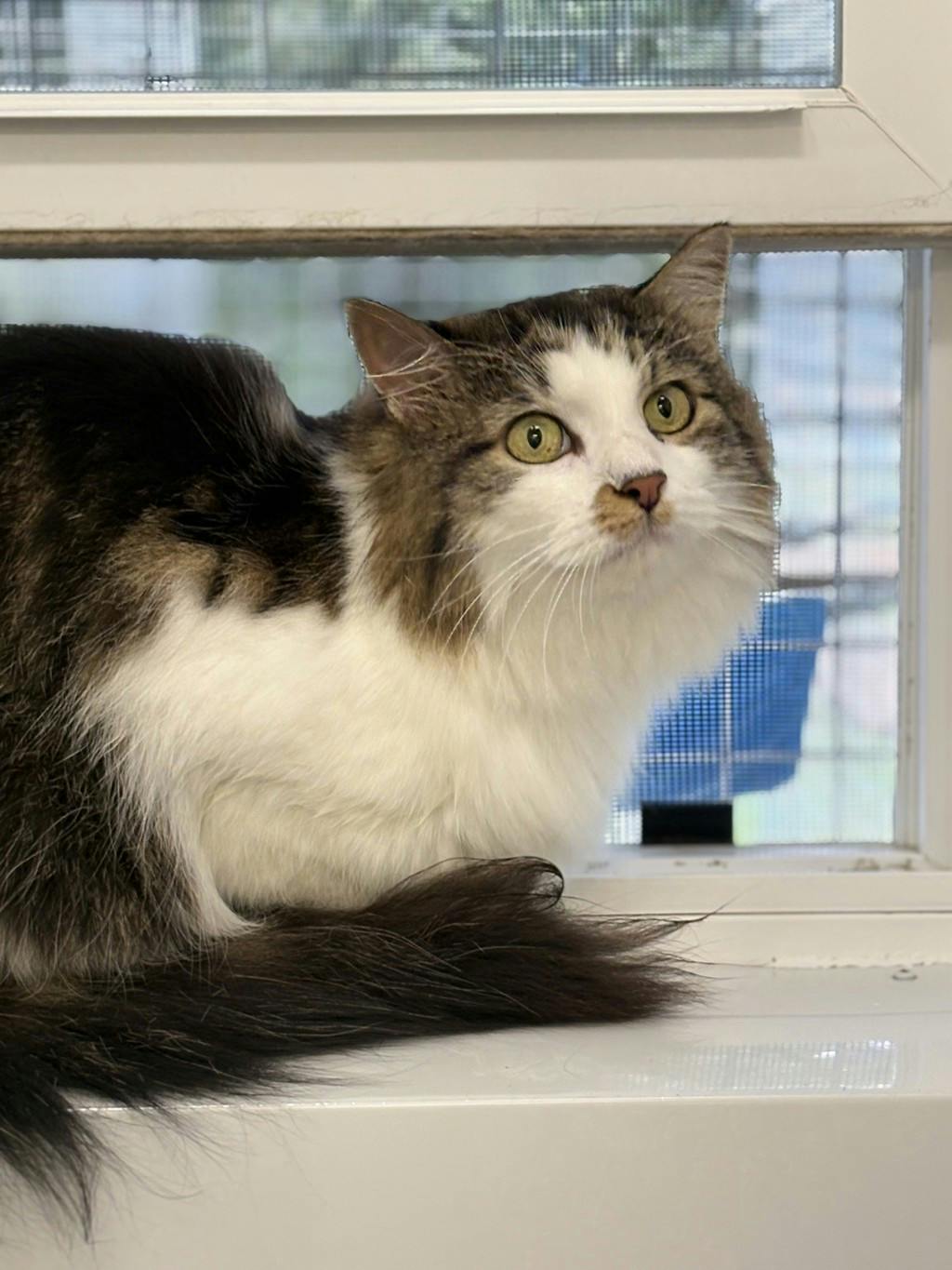 Ruby, a 5 years old Calico Female Domestic Medium Hair Cat