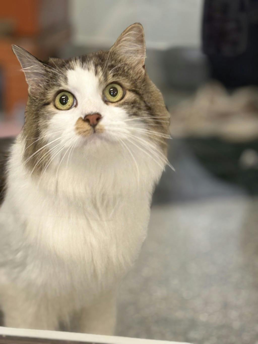 Ruby, a 5 years old Calico Female Domestic Medium Hair Cat