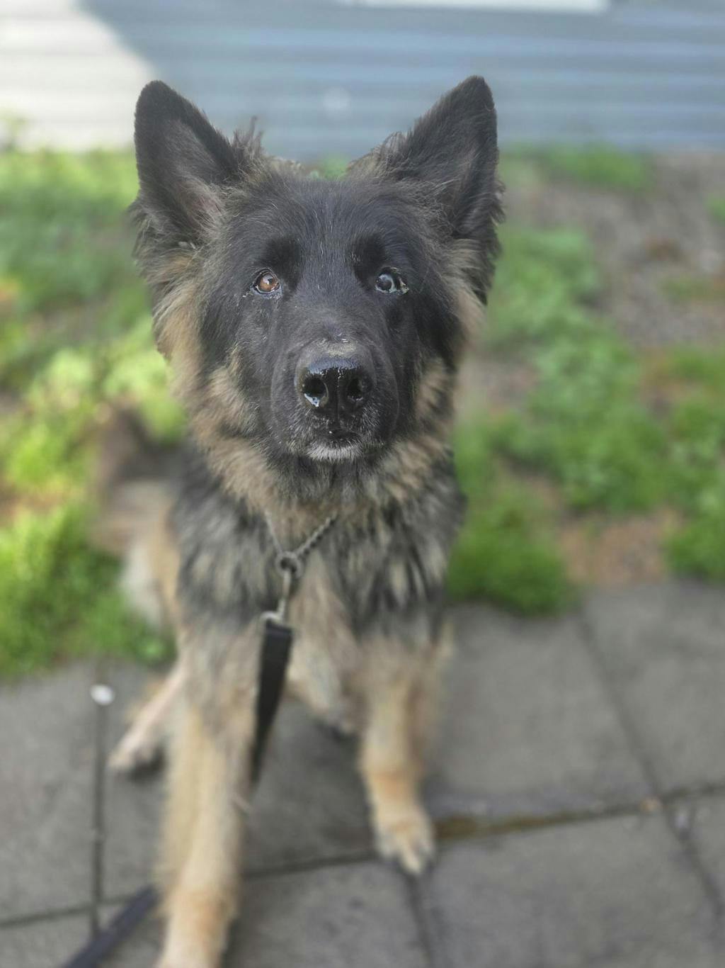 Gunner (delayed Adoption)