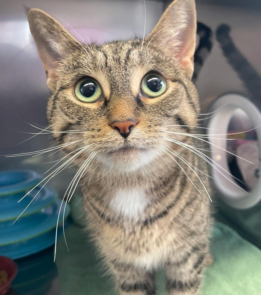 Nat, a 2 years and 6 months old Brown Tabby Female Domestic Short Hair Cat