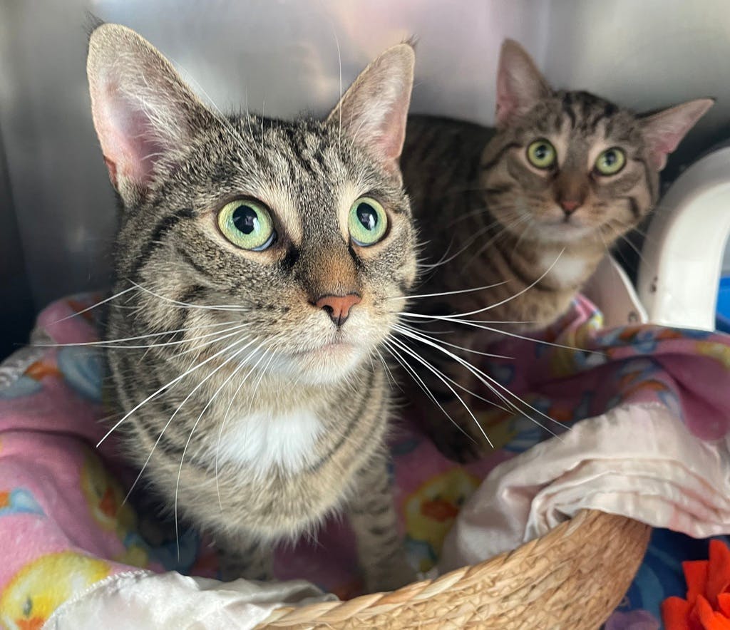 Nat, a 2 years and 6 months old Brown Tabby Female Domestic Short Hair Cat