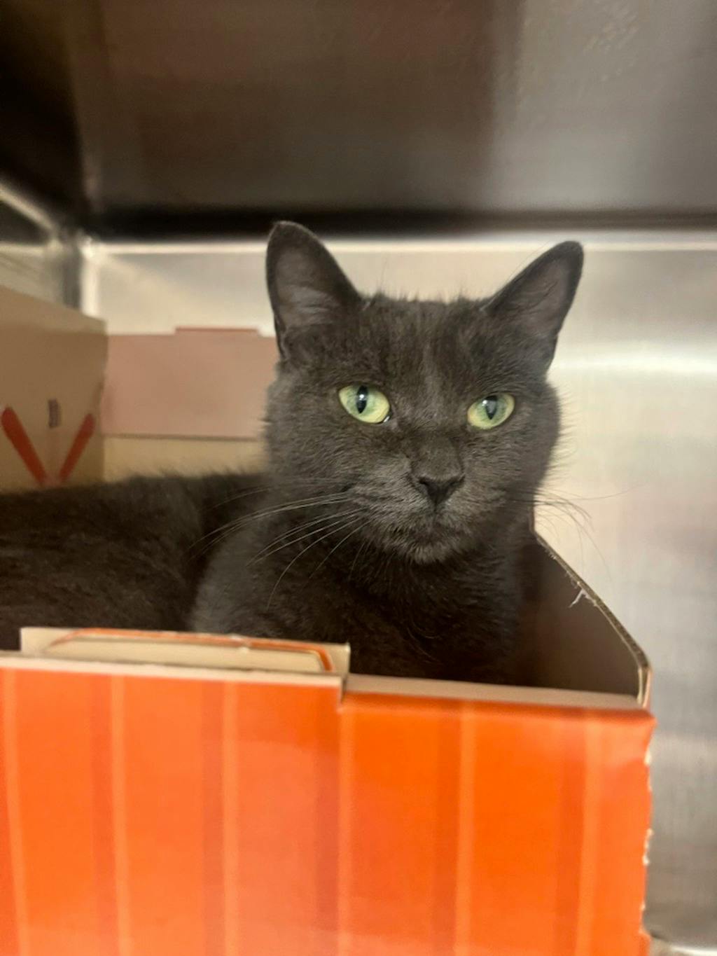 Sassy, a 4 years and 1 month old Grey Female Domestic Short Hair Cat