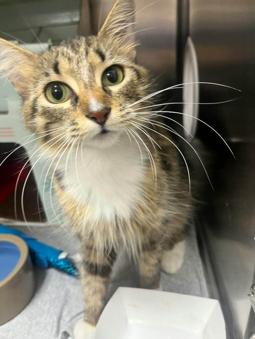 Beans, a 2 years old Brown Tabby Female Domestic Medium Hair Cat
