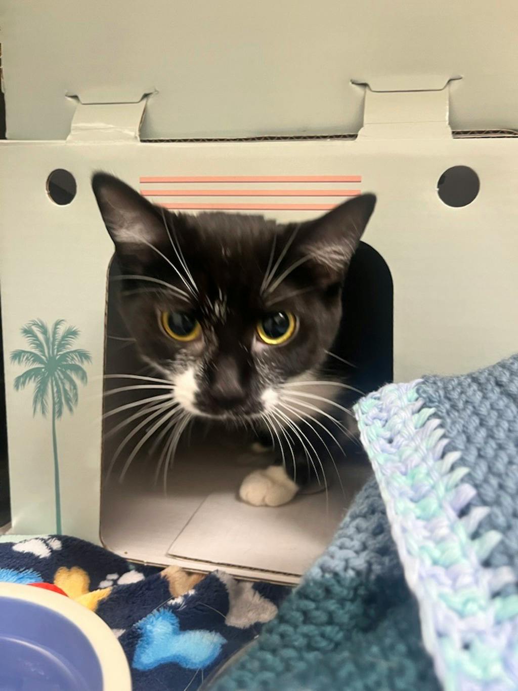 Bizzi @ Pet Valu Bracebridge, a 9 months old Black Female Domestic Short Hair Cat