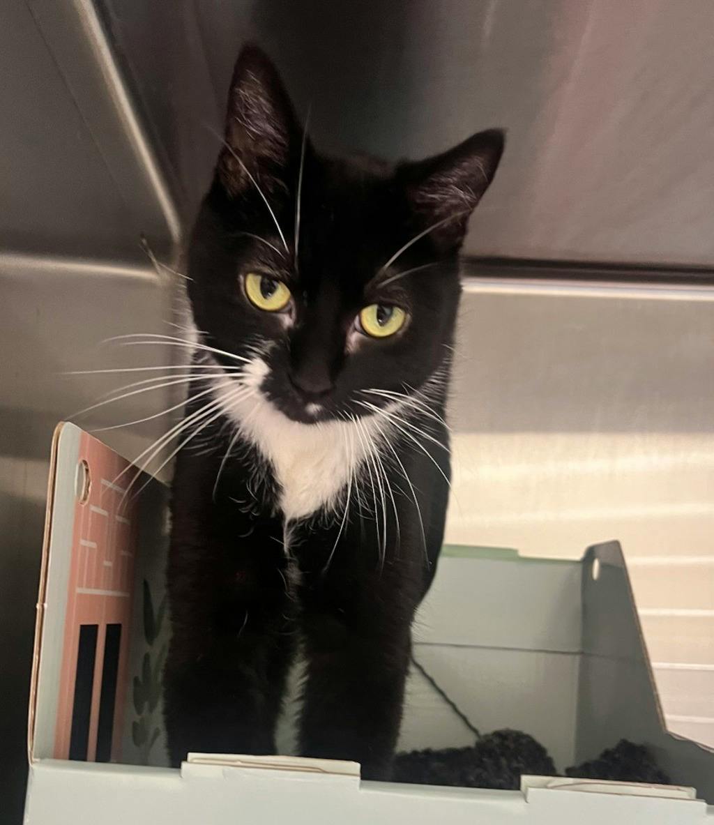 Flora, a 2 years and 1 month old Black Female Domestic Short Hair Cat
