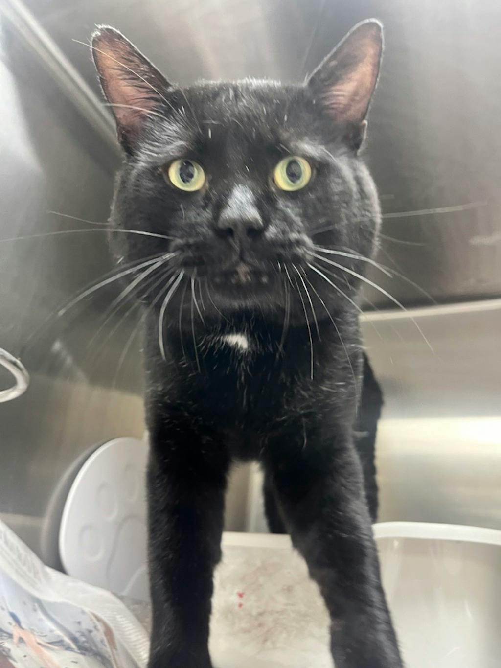 Pinata, a 1 year and 5 months old Black Male Domestic Short Hair Cat