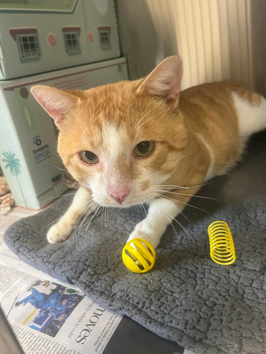 Talking Tom, a 3 years old Orange Male Domestic Short Hair Cat