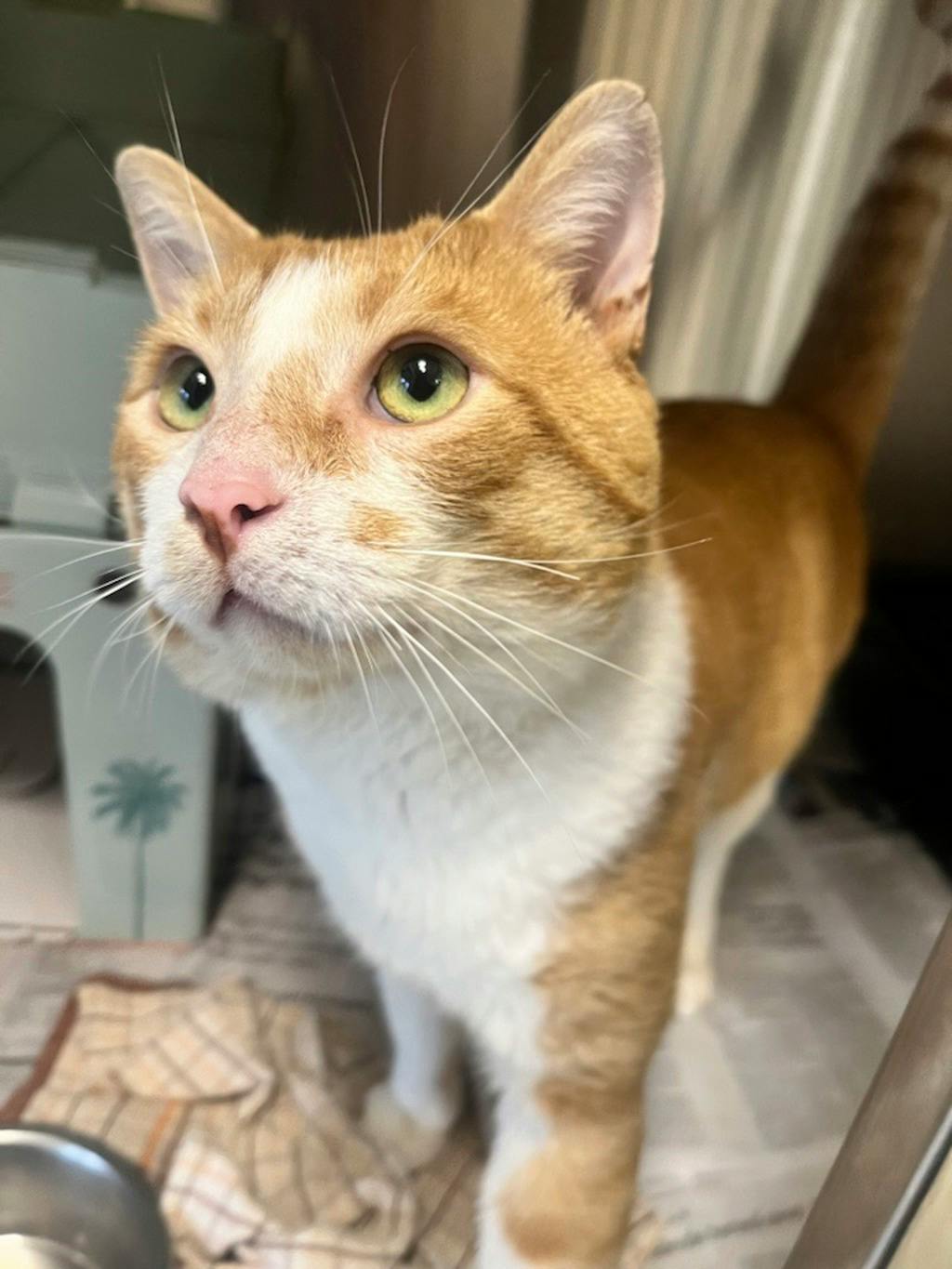 Talking Tom, a 3 years old Orange Male Domestic Short Hair Cat