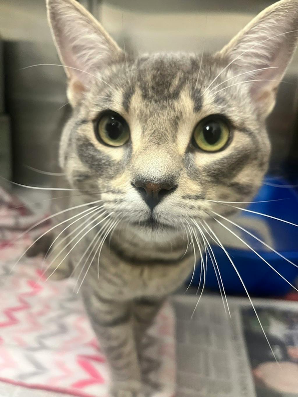 Beaujolais, a 2 years and 1 month old Grey Male Domestic Short Hair Cat