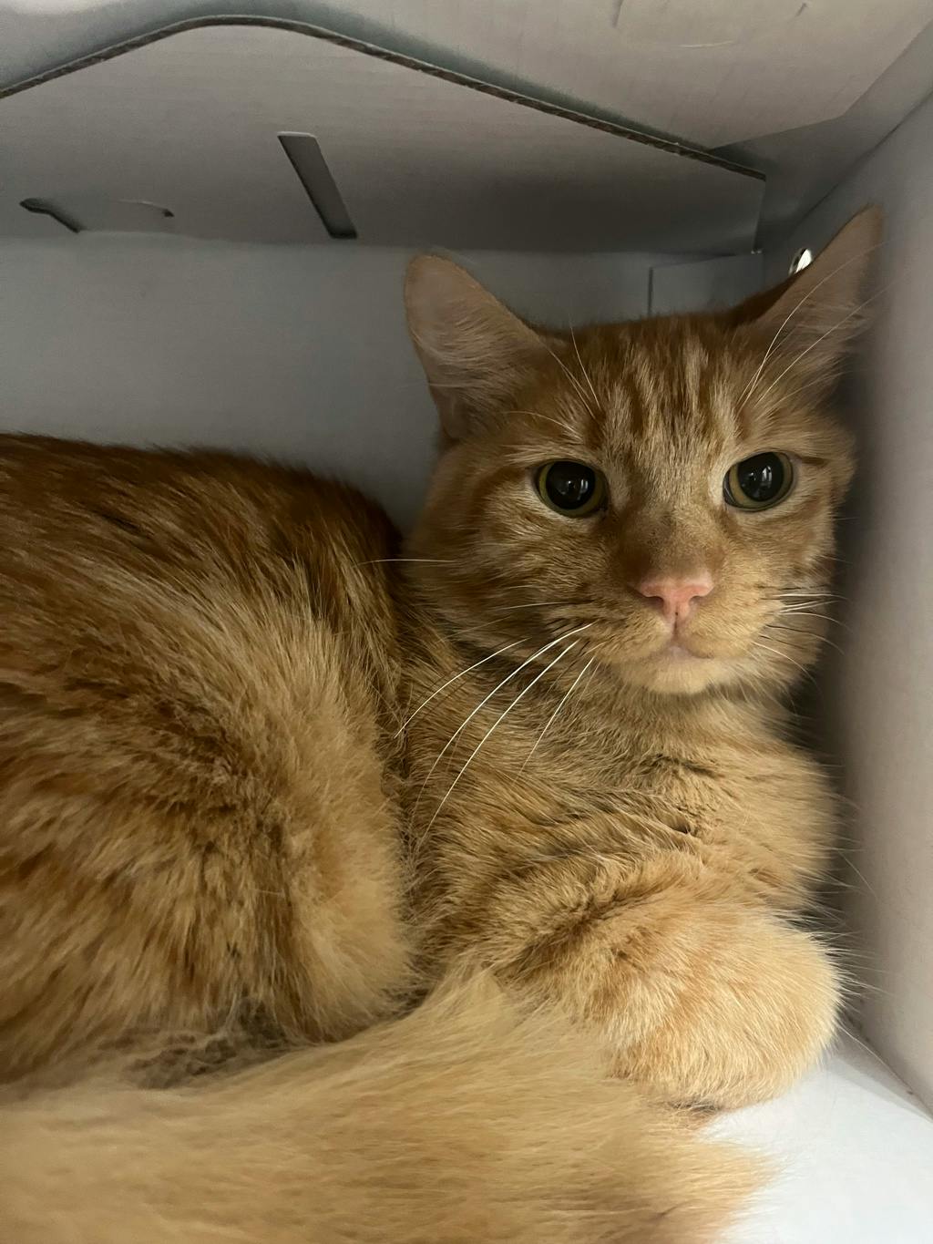 Woody, a 2 years old Orange Male Domestic Medium Hair Cat