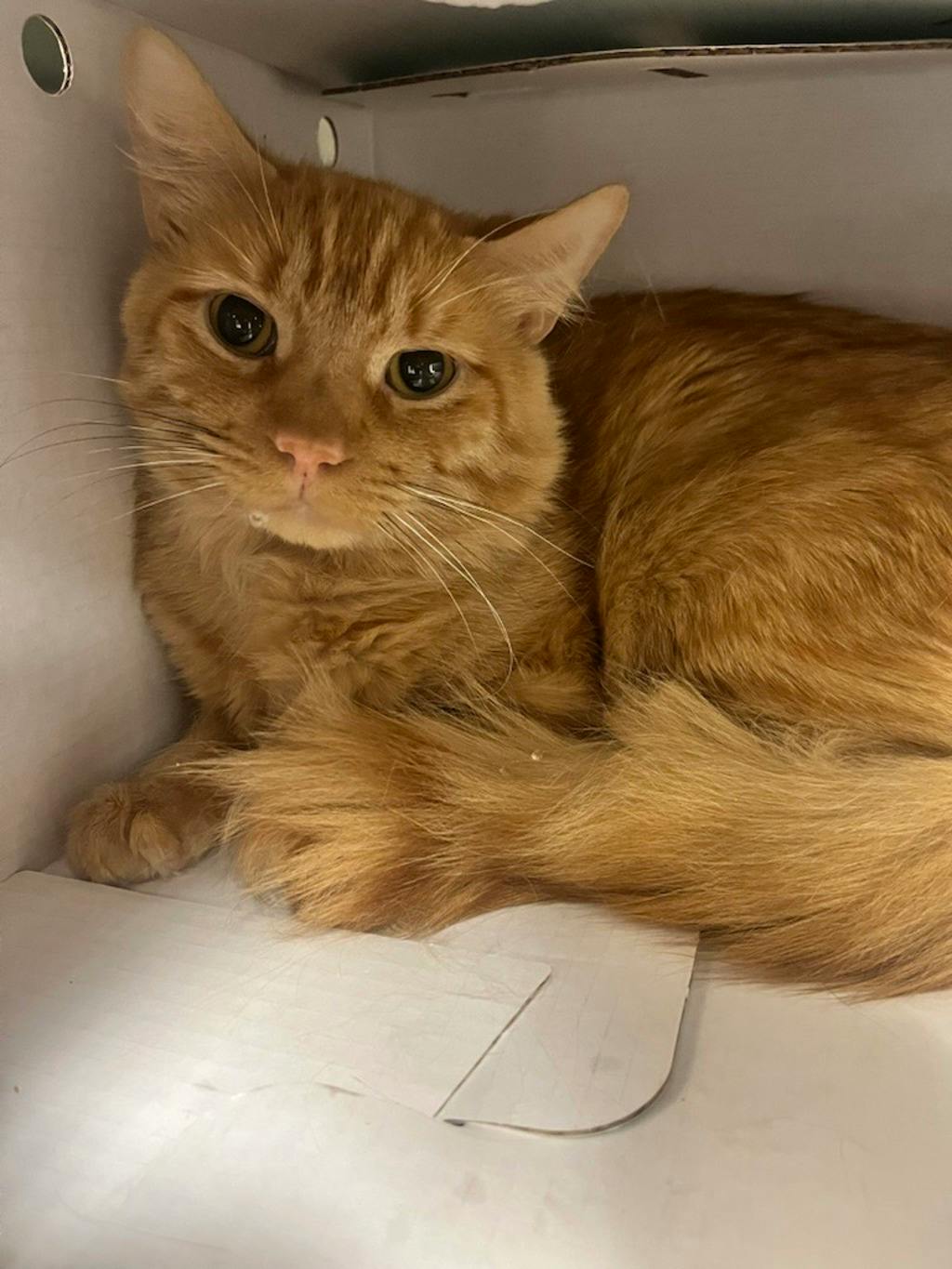 Woody, a 2 years old Orange Male Domestic Medium Hair Cat