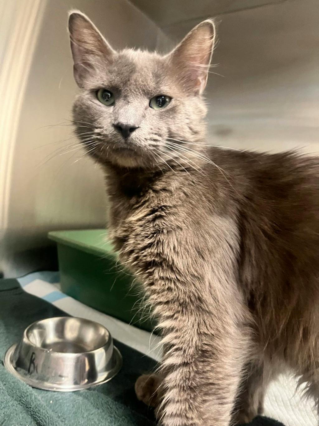 Buzz, a 2 years old Grey Female Domestic Short Hair Cat