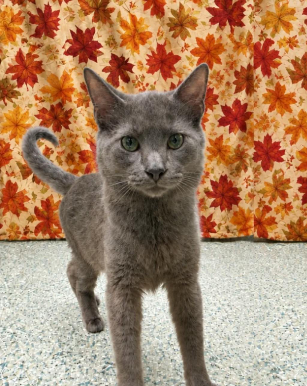 Buzz, a 2 years and 2 months old Grey Male Domestic Short Hair Cat