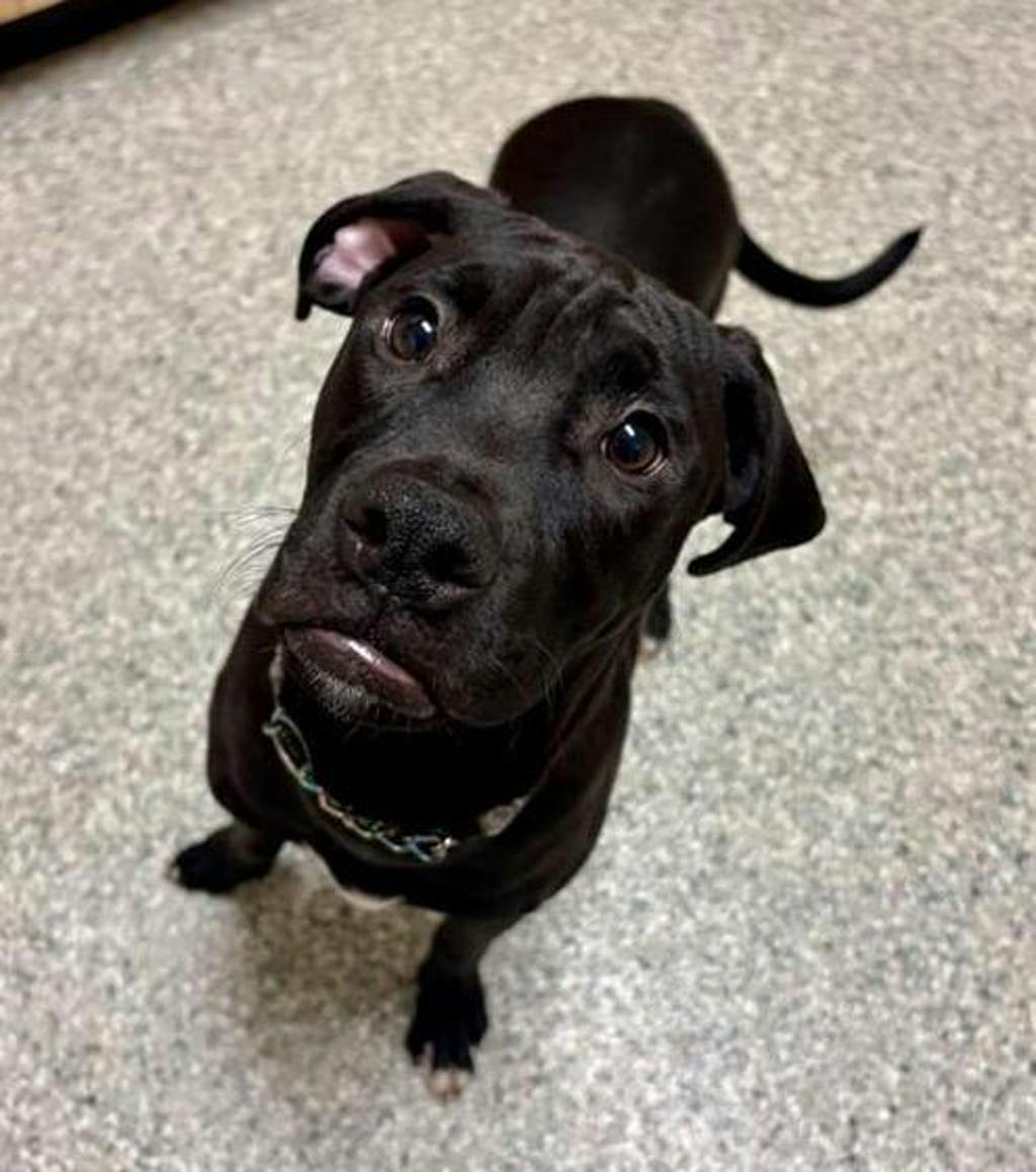 Paul Mccartney, a 4 months old Black Male Labrador Retriever Puppy