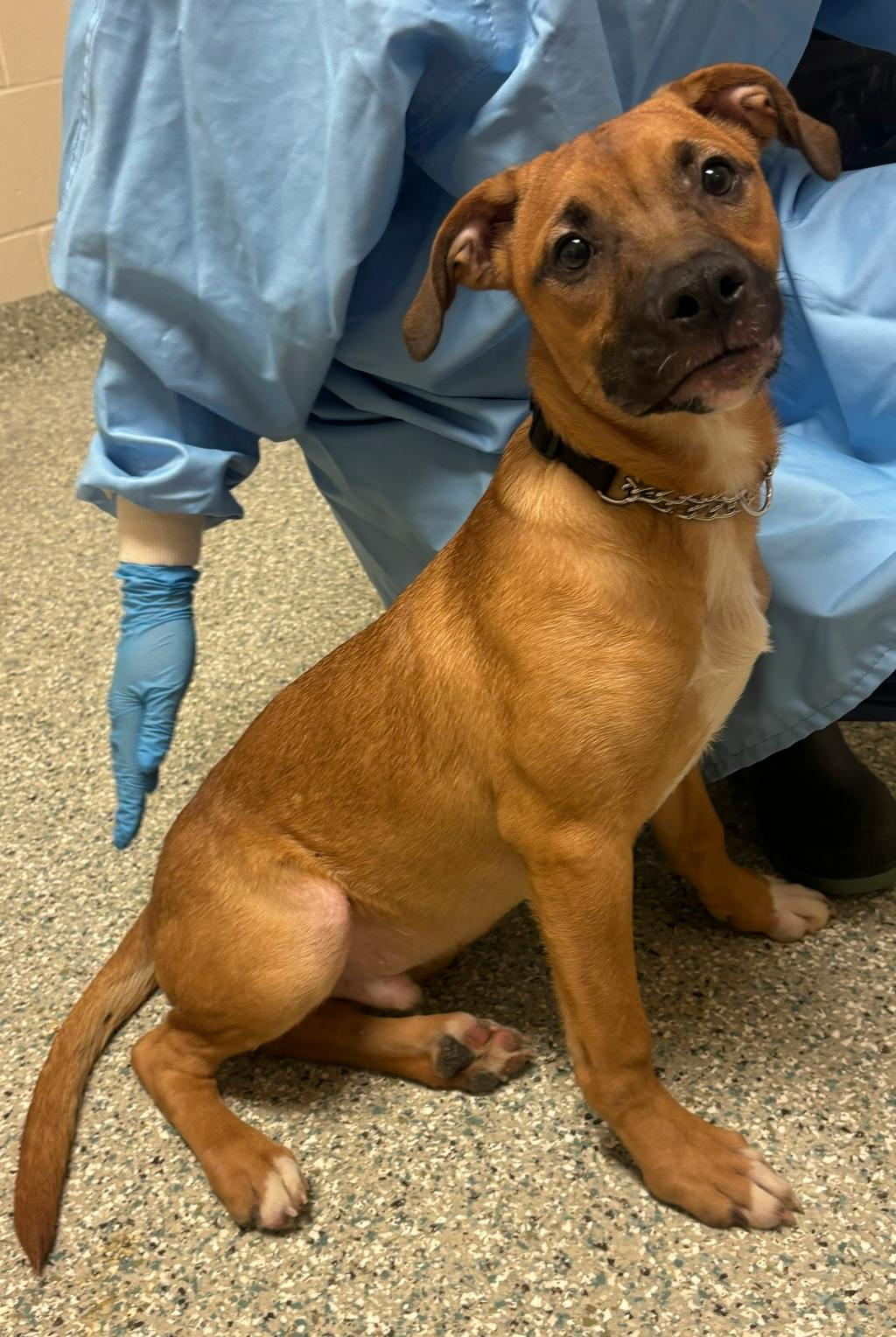 Ringo Starr, a 4 months old Tan Male Labrador Retriever Puppy