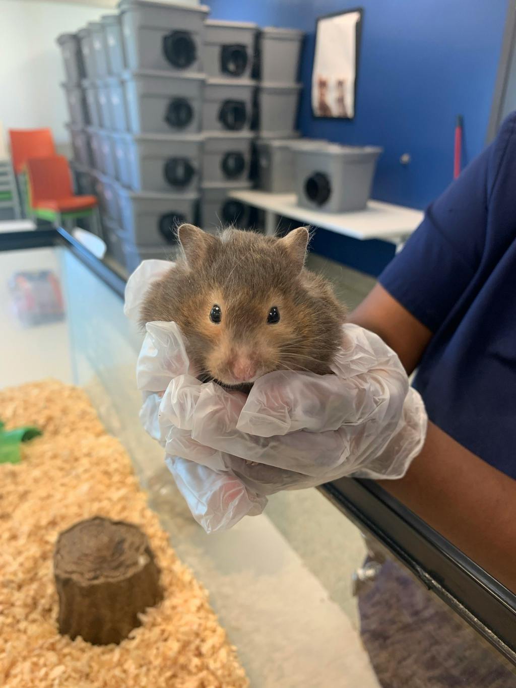 Kit Kat, a 1 year and 5 months old Chocolate Female Hamster Small Animal