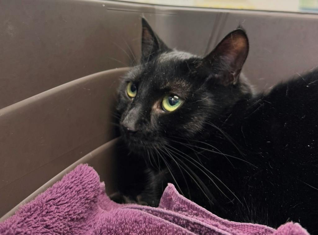 Luna, a 2 years and 1 month old Black Female Domestic Short Hair Cat