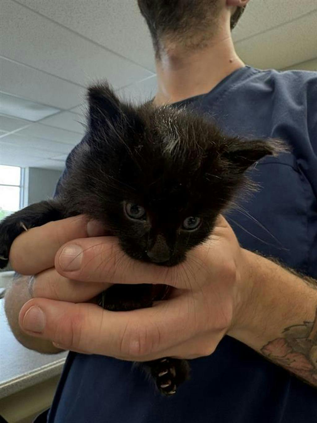 Mister Saturday, a 8 weeks old Black Male Domestic Medium Hair Kitten
